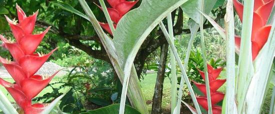 Viajes a Port Antonio