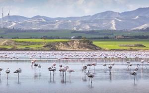 Lago de los flamingos