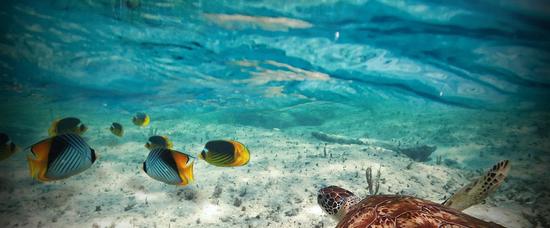 Hoteles en Playa del Carmen