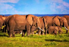 Bamburi