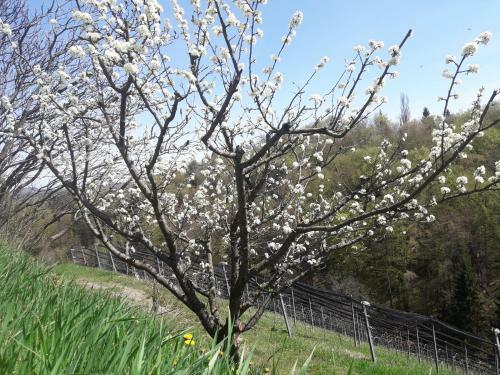 Apartamento Weingut- G�stezimmer Marko