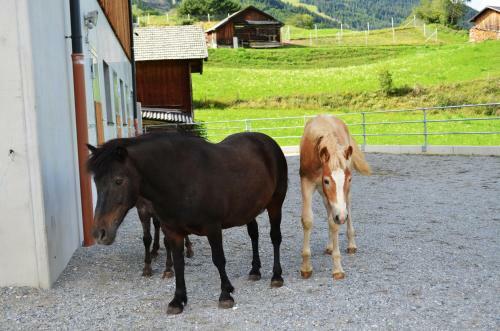 Agroturismo Poltehof