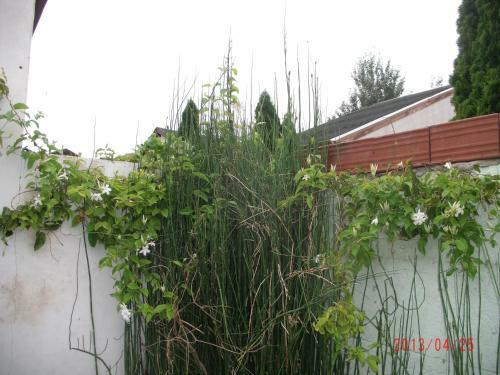 Bed & Breakfast El Cerezo