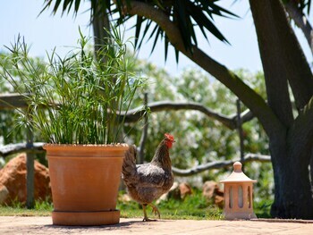Agroturismo Finca Son Sala