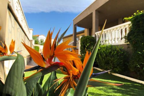 Pino Alto Villas Flandes