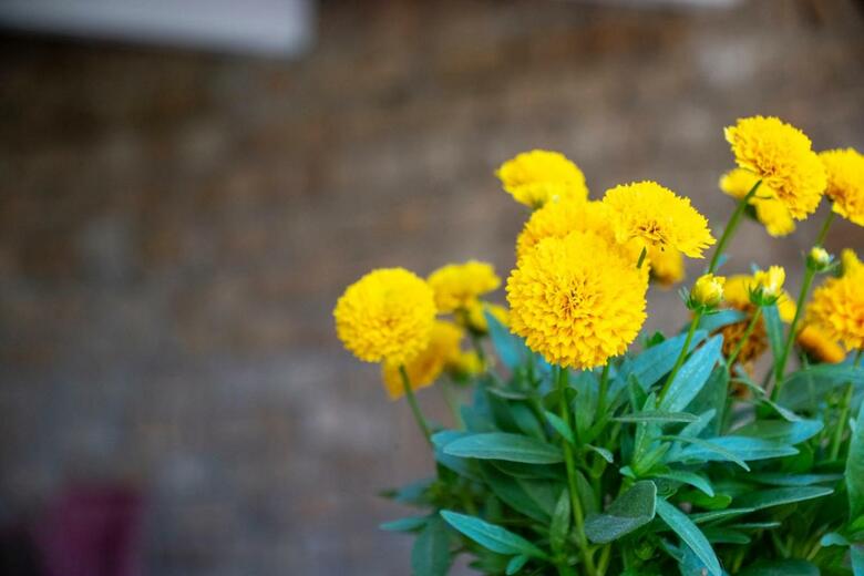 Hotel Altura