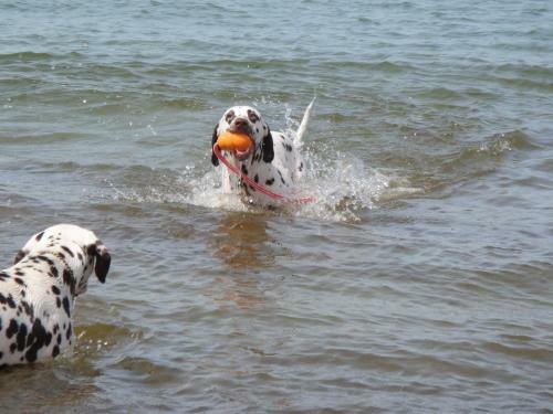 Residenz Lausitz - Apartments F�r Urlaub Mit Hund