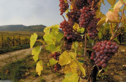 Hotel H�tel Berceau Du Vigneron