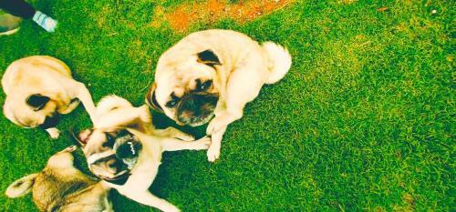 Hotel Toppers Corner