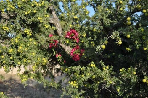 Agroturismo Tigmin Eden