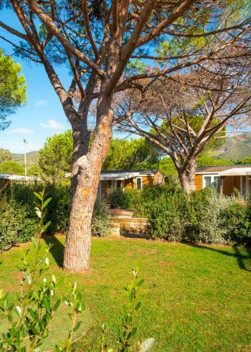 Camping Lacona Pineta