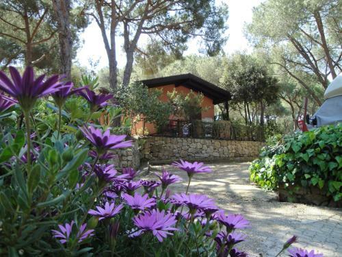 Camping Lacona Pineta