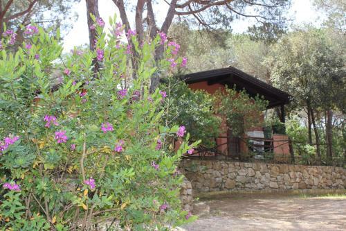 Camping Lacona Pineta