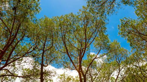 Camping Lacona Pineta