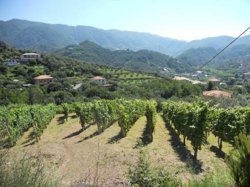 Agroturismo Agriturismo La Collina Verde