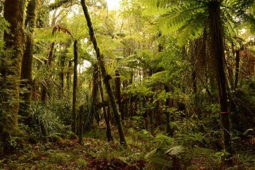 Pupu Rangi Nature Sanctuary
