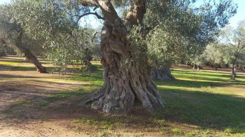 Villa Tenuta La Fresa