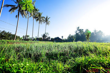 Hotel Capung Sakti Villas � By Fair Future Foundation