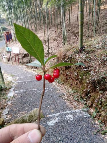 Mujing Xuan Inn