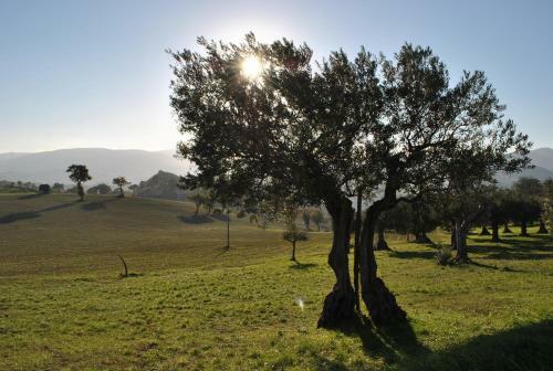 Agroturismo Agriturismo L'antico Oliveto