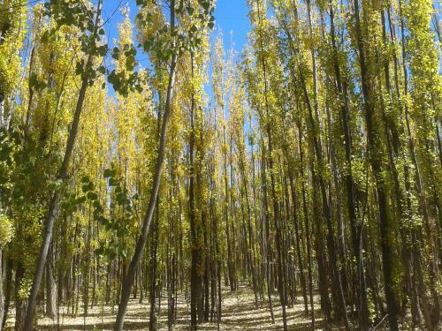Bosque De Sol