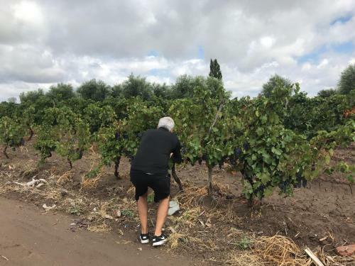 Lodge Sangiovese Caba�as