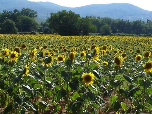 Bed & Breakfast Casale Il Colombaio Di Toiano