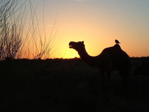 Hostal Javand Royal Desert Safari
