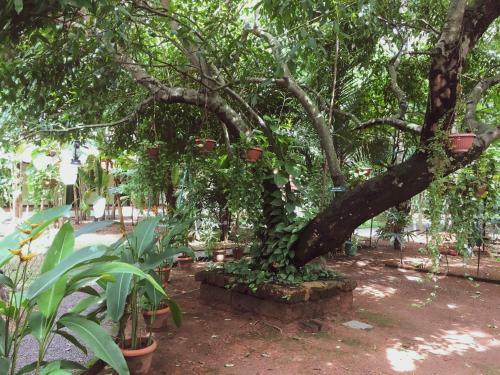 Bed & Breakfast Palm Grove Service Villa