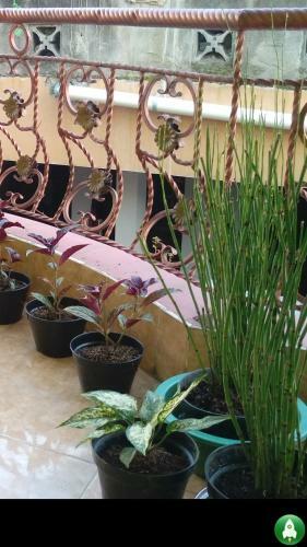 Grapyak Homestay Syariah