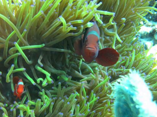 Bed & Breakfast D & D Dive Center Pemuteran