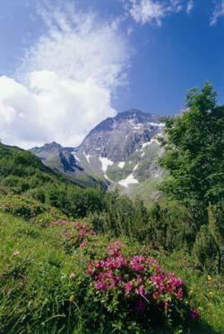 G�stehaus Danler