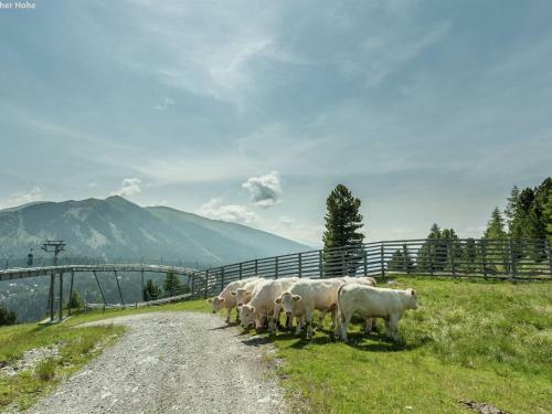 Chalet Alpenpark Turracherh�he 2