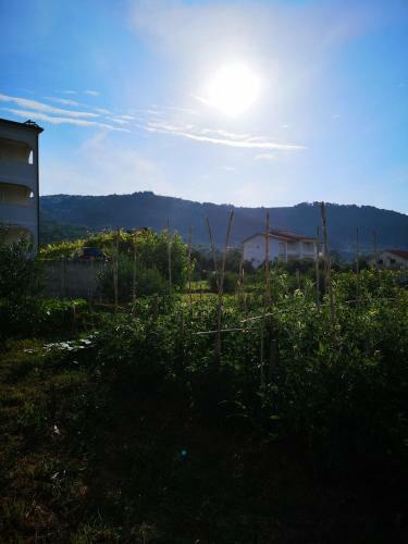 Apartment Zekija