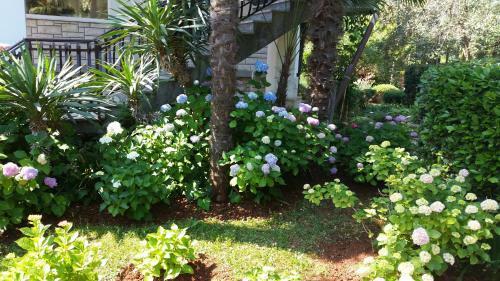 Apartments Helena
