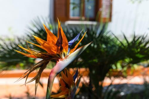 Hostal Guesthouse Alma