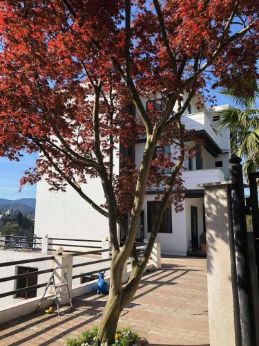 Hostal Holiday House Green Cape Batumi