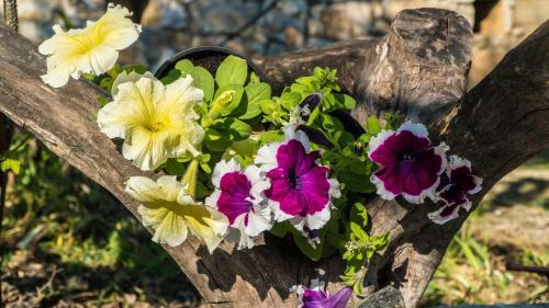 Apartamento Liodentro - Olea