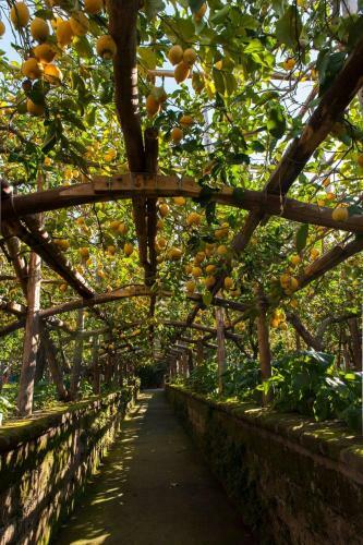 Sorrento Lemons View
