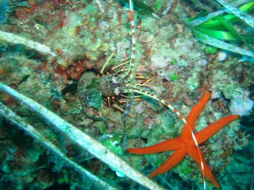 Hotel Villa Gli Asfodeli