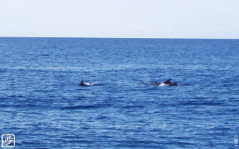 Hotel Torre Oliva