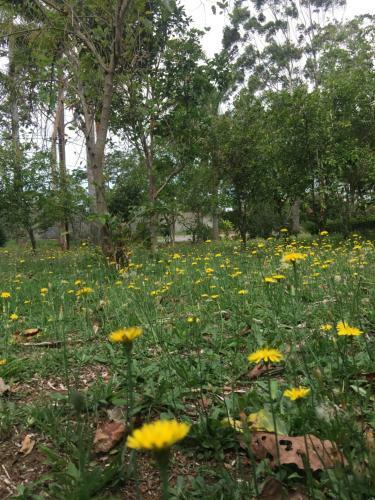Hostel & Campamento Cafeaventura