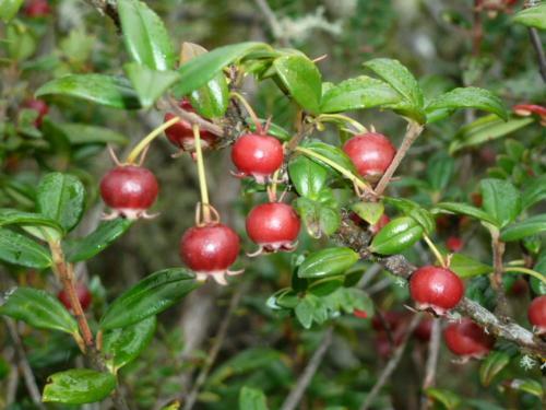 Agroturismo Hospedaje La Loica