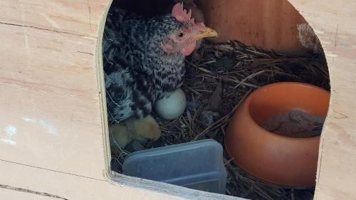 Lodge Caba�a Lunoma