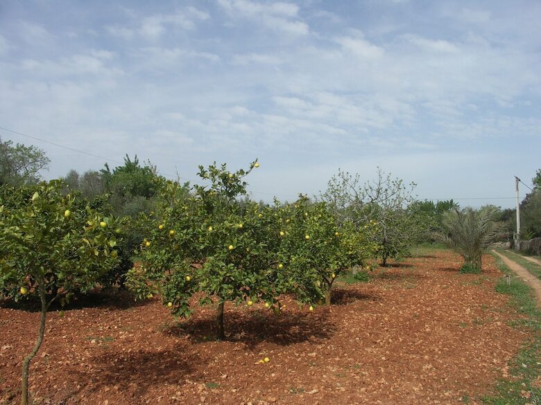 Villa Finca Ca Na Pauleta