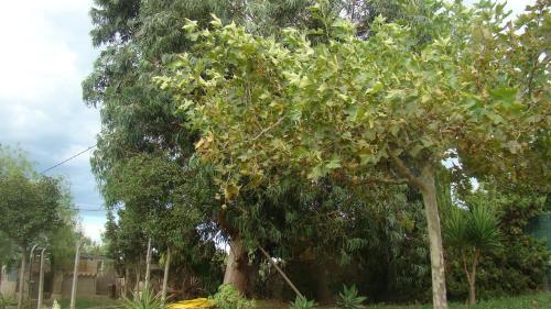 Masia Rural Can Ribes
