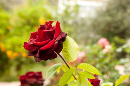 Agroturismo Cortijo Las Tres Rosas