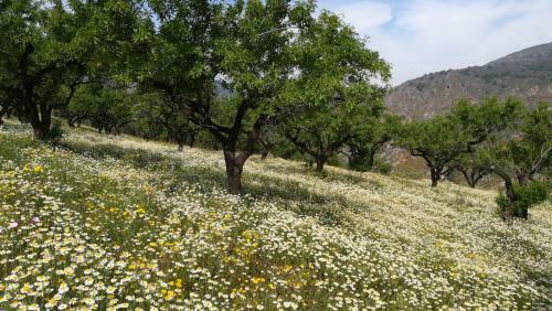 Agroturismo Cortijo Las Tres Rosas