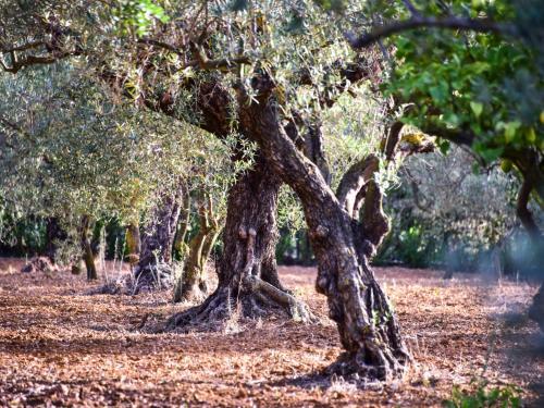 Holiday Home Finca Bisserot