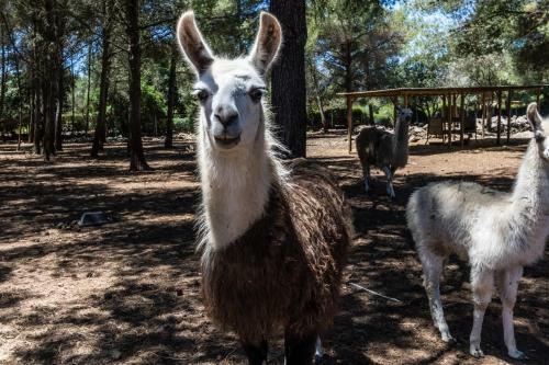 Villa Can Llamas Rent Per Week